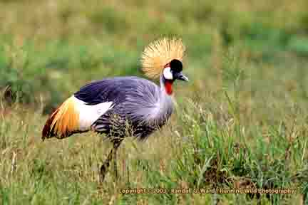 Grey-crowned crane - Ngorongoro Crater, Tanzania